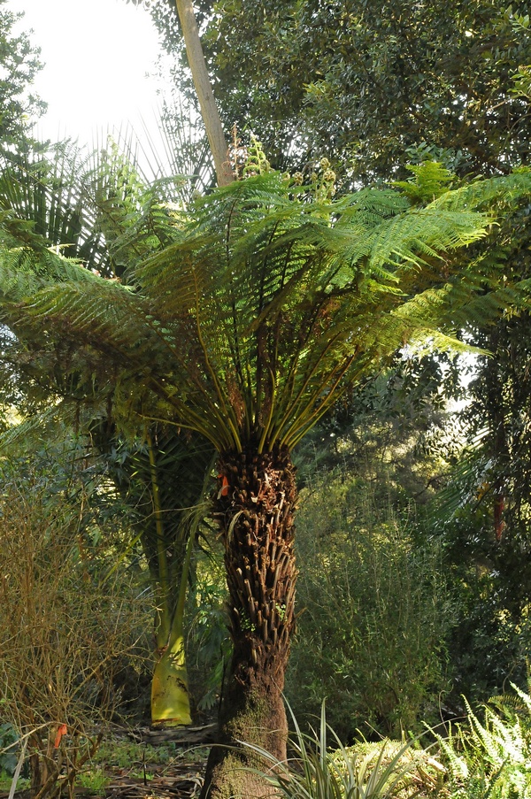 Image of Dicksonia squarrosa specimen.