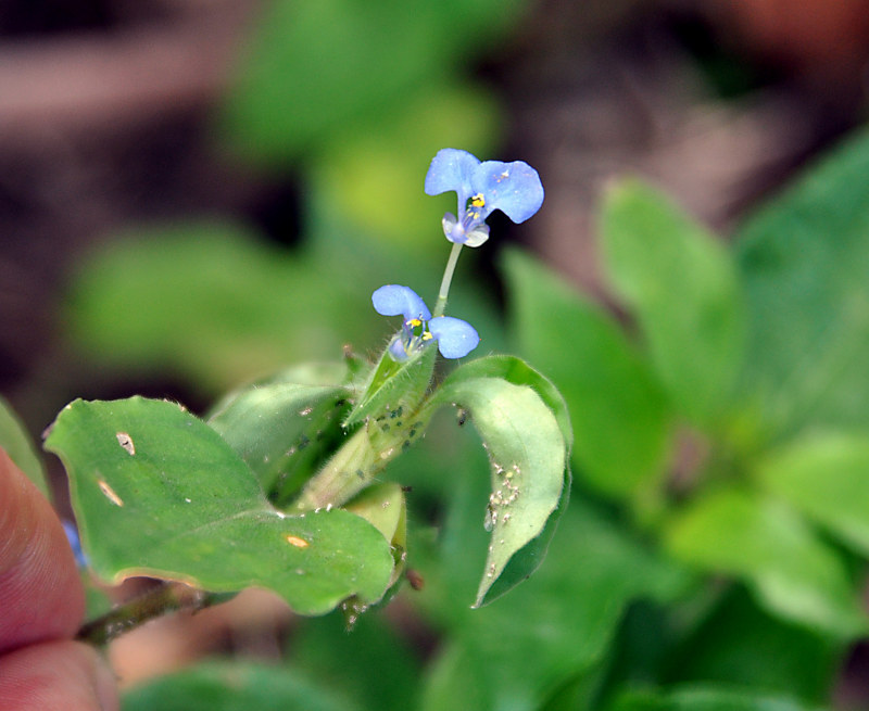 Image of Commelina benghalensis specimen.