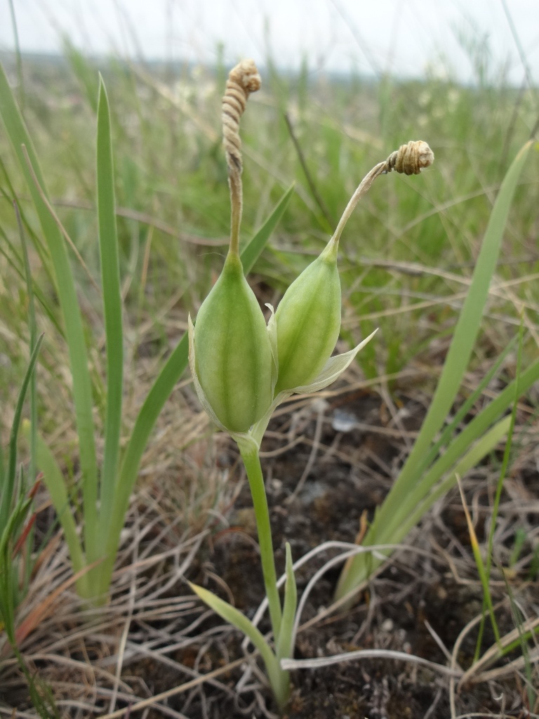 Image of Iris pineticola specimen.