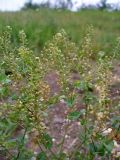 Lepidium perfoliatum