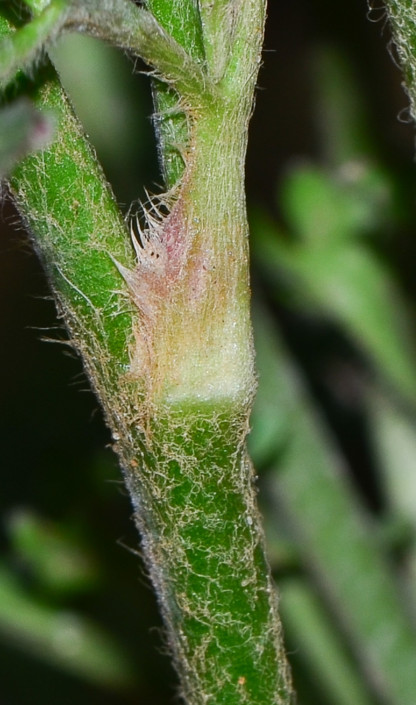 Image of Ranunculus asiaticus specimen.