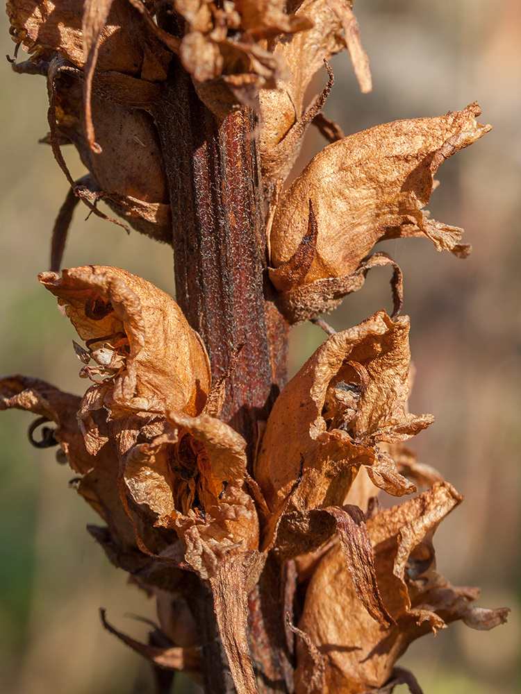 Изображение особи Orobanche pallidiflora.