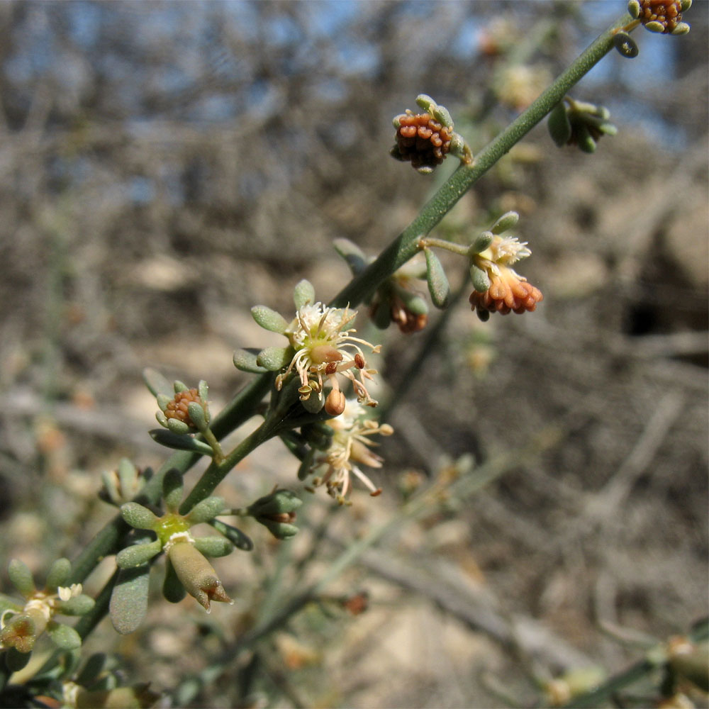 Image of Reseda scoparia specimen.