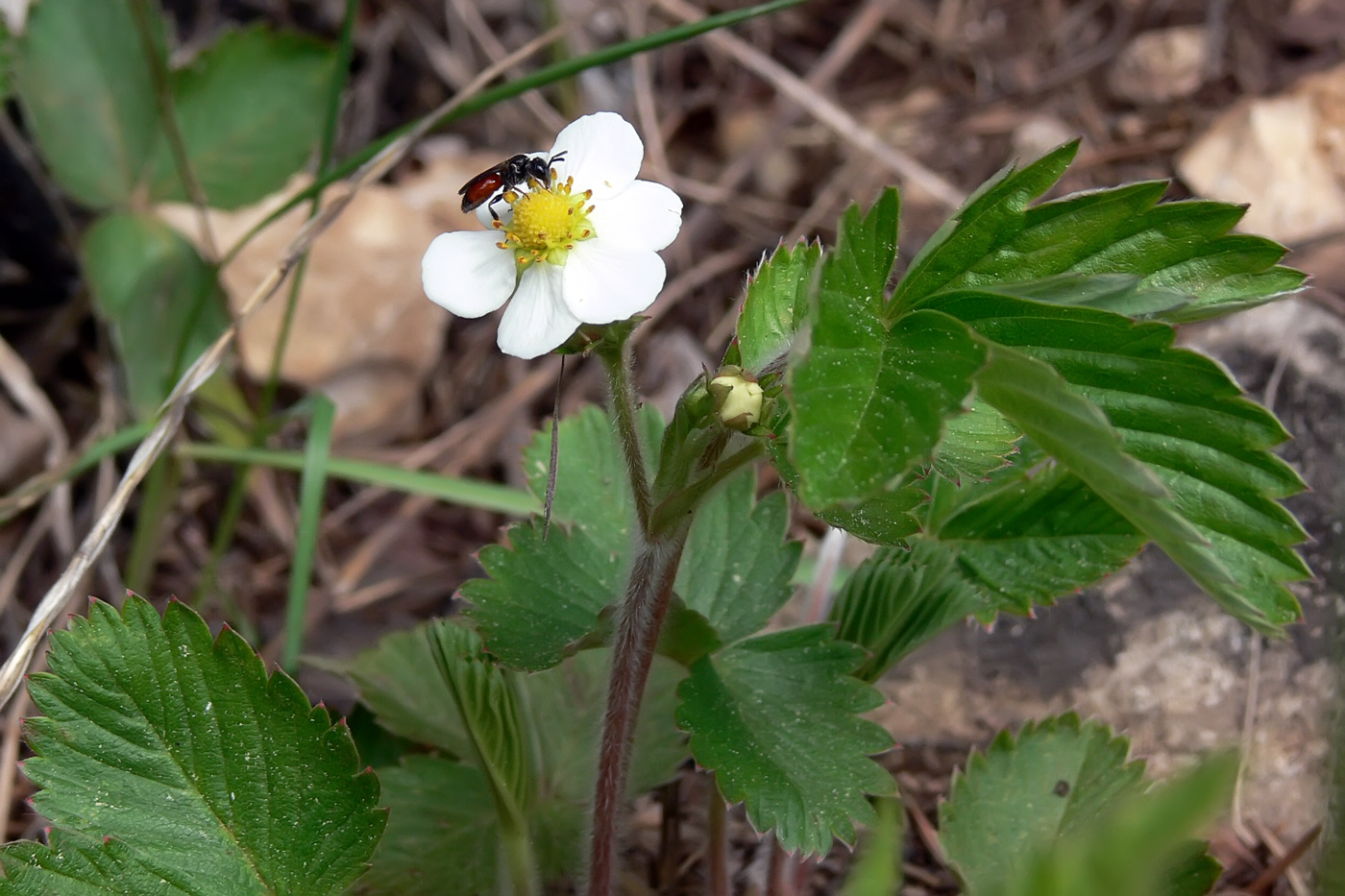 Image of Fragaria vesca specimen.