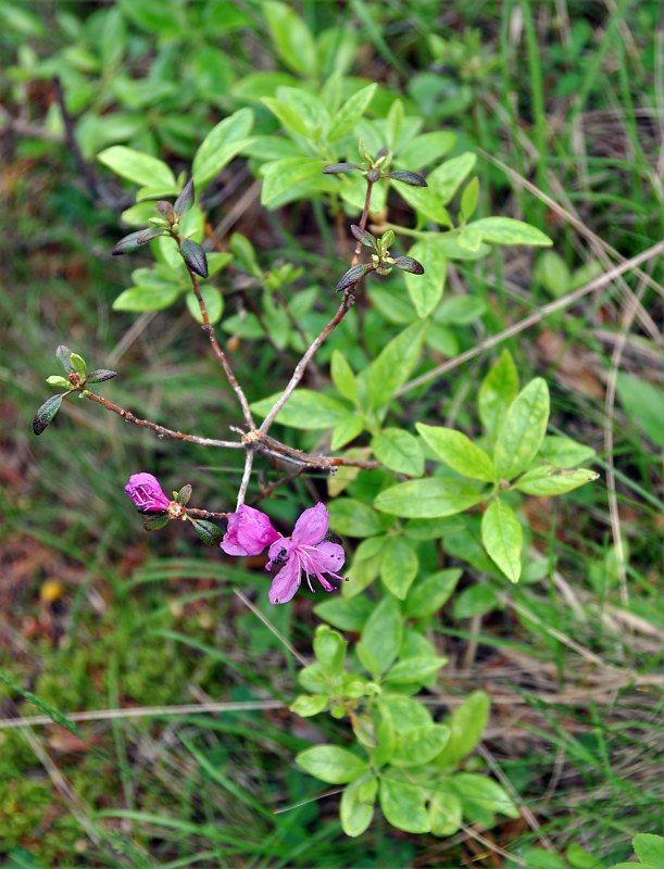 Image of Rhododendron dauricum specimen.