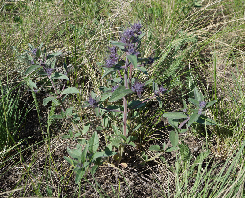 Image of Nepeta ucranica specimen.