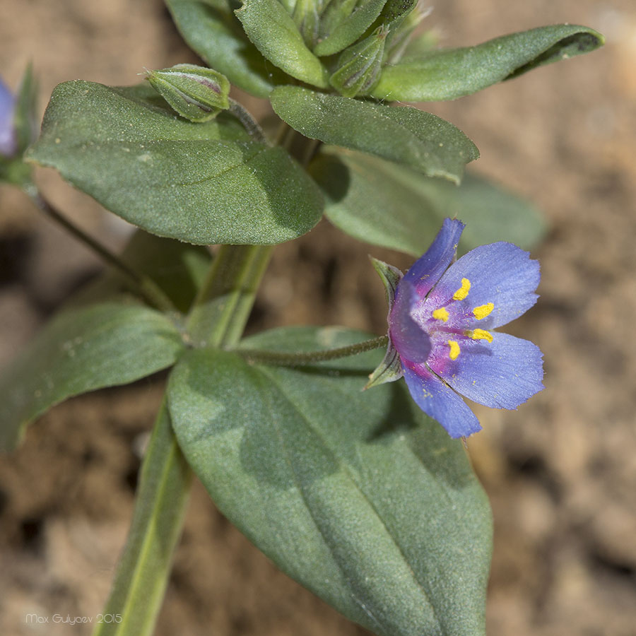 Image of Anagallis arvensis specimen.