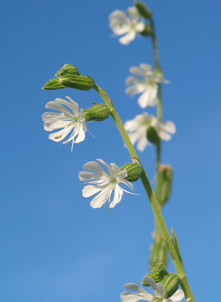 Изображение особи Silene dichotoma.