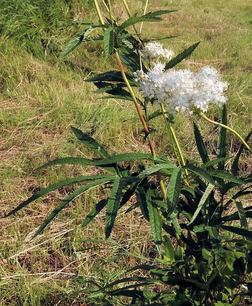 Image of Filipendula angustiloba specimen.