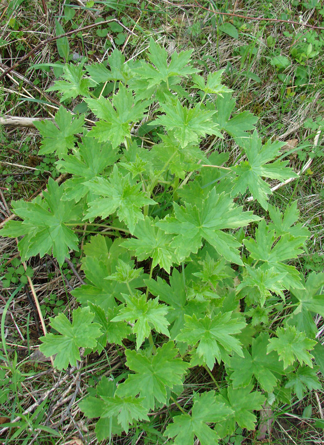 Image of genus Delphinium specimen.