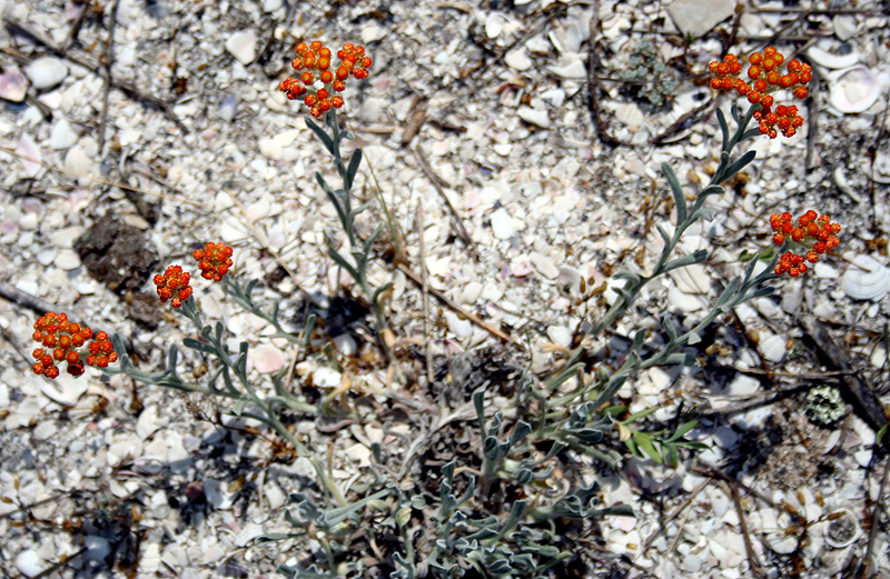 Изображение особи Helichrysum tenderiense.