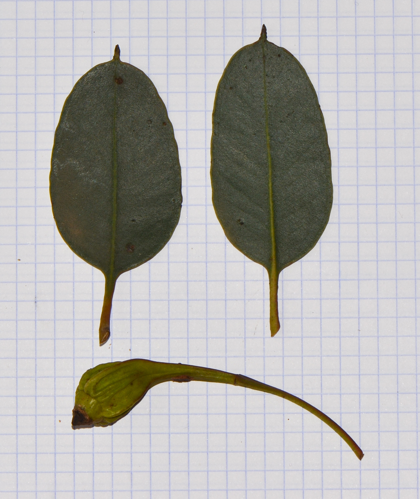 Image of Eucalyptus forrestiana specimen.