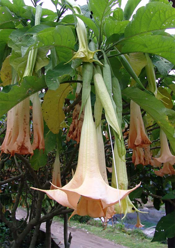 Image of Brugmansia arborea specimen.