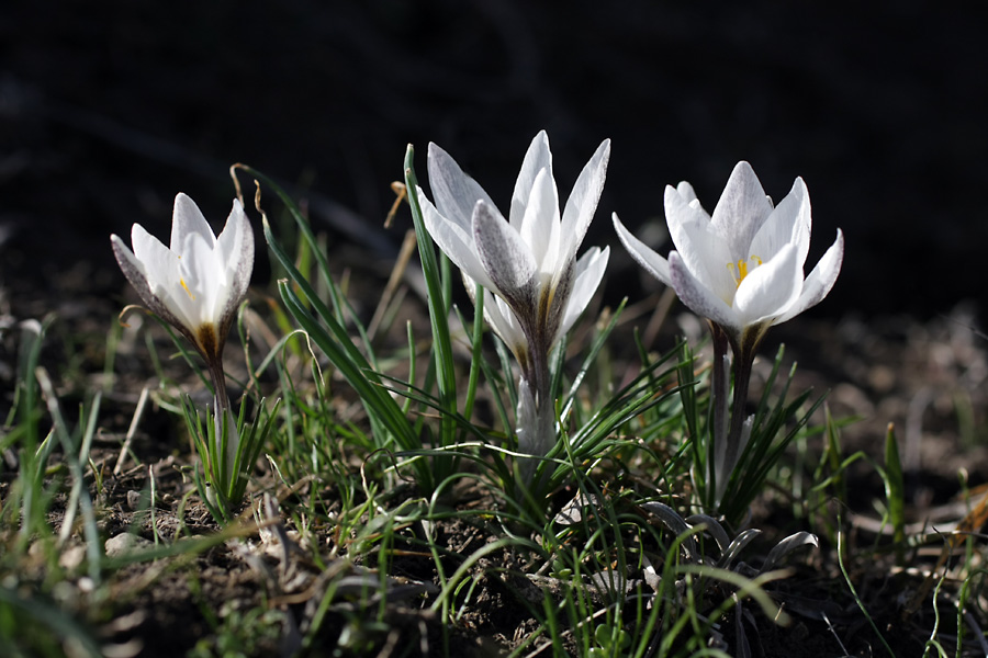 Image of Crocus alatavicus specimen.