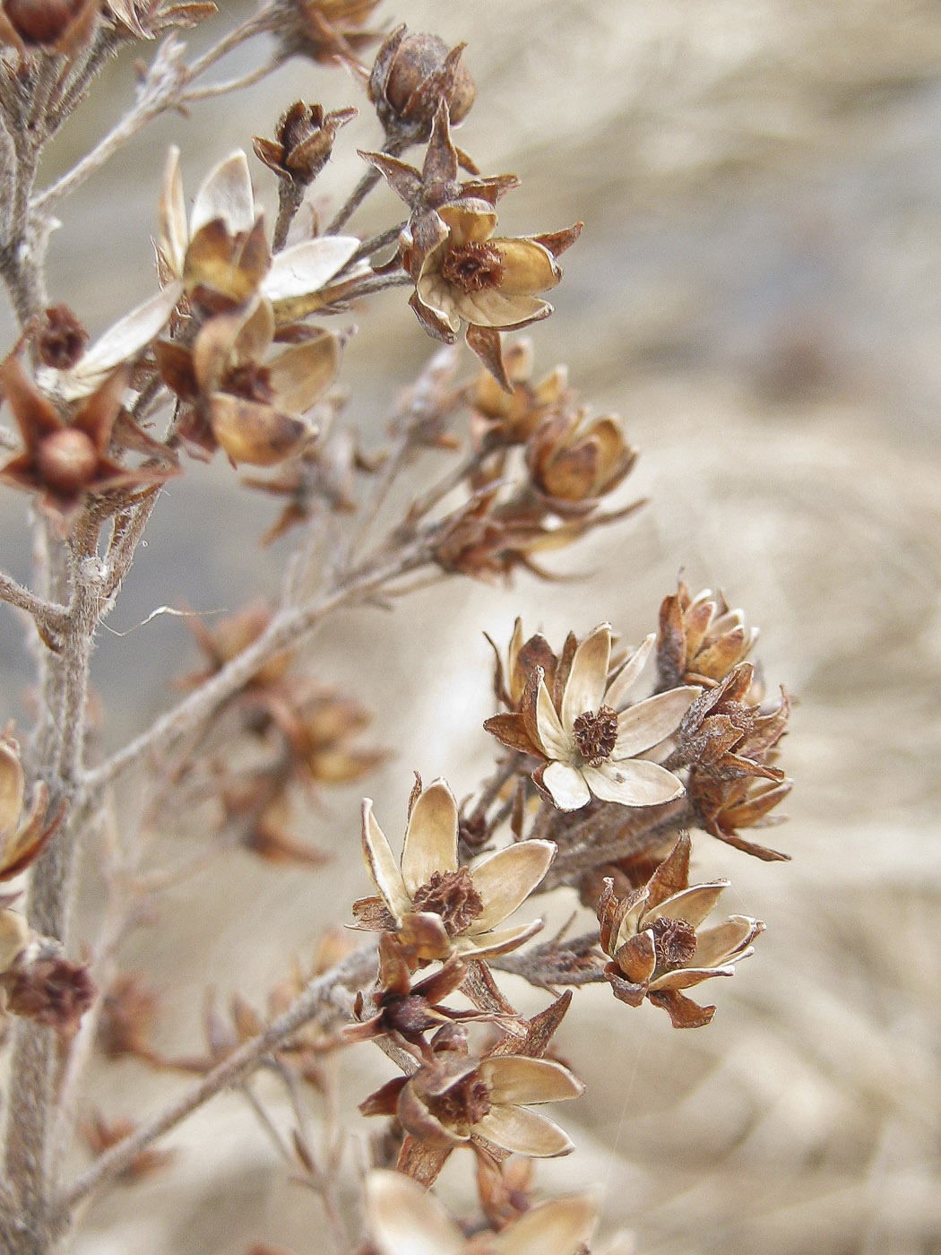 Image of Lysimachia vulgaris specimen.