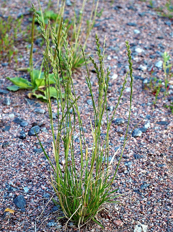 Image of Lolium perenne specimen.