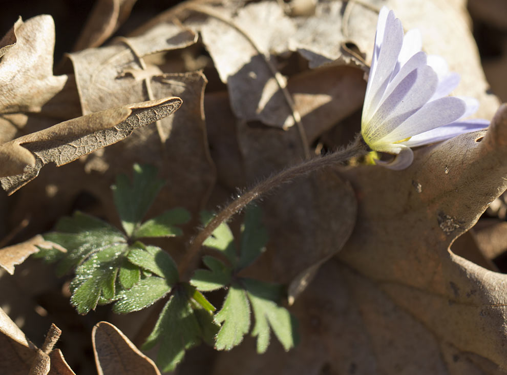 Image of Anemone blanda specimen.