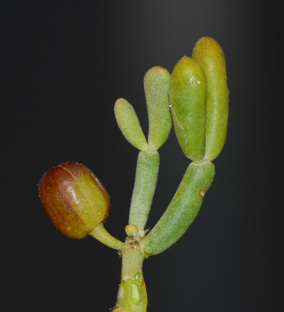 Изображение особи Tetraena fontanesii.