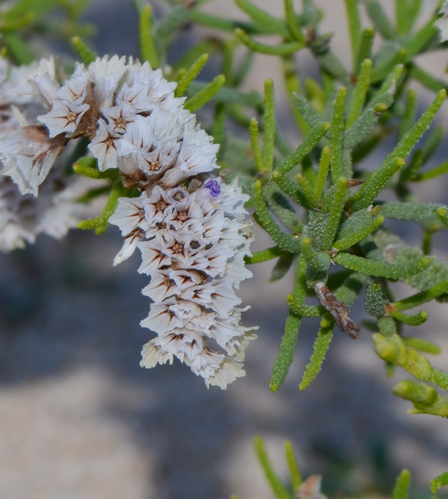 Изображение особи Limonium papillatum.