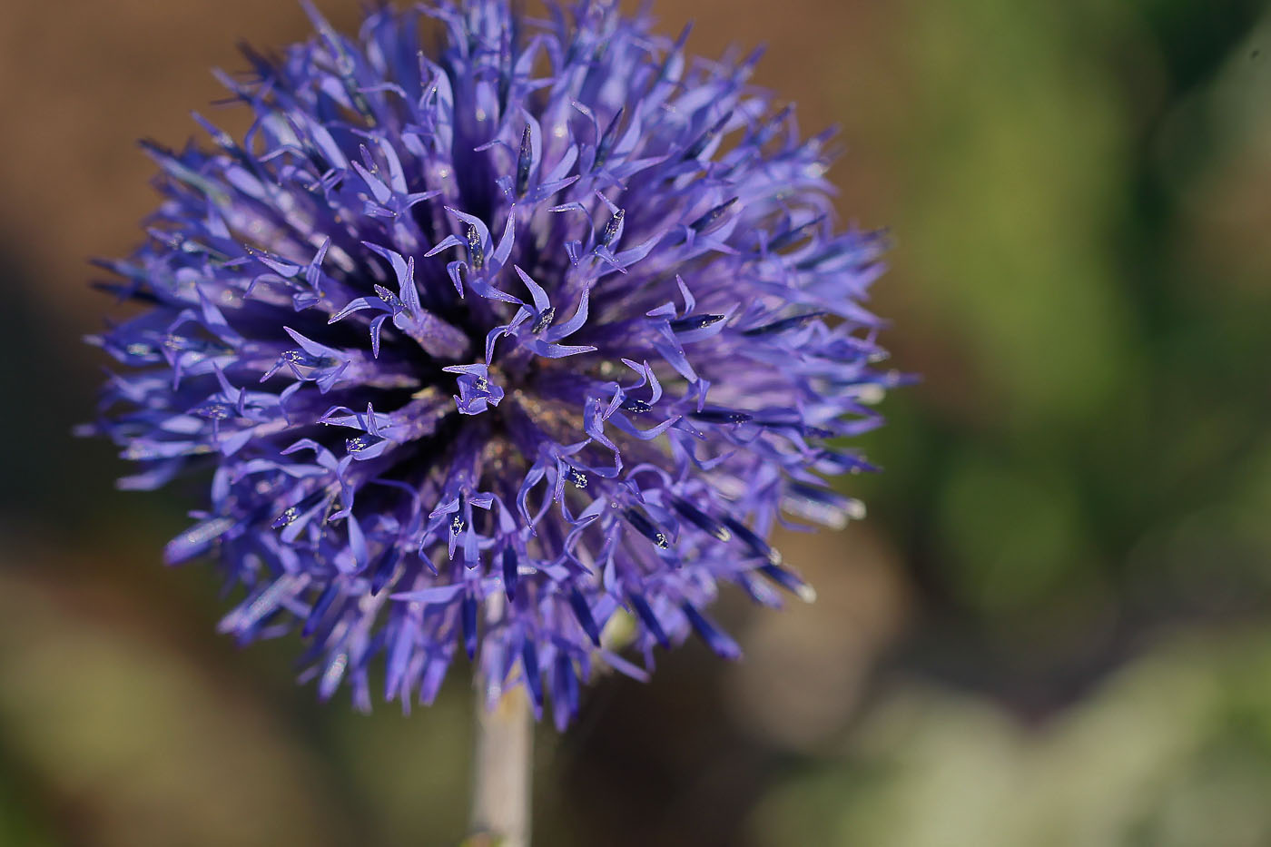 Изображение особи Echinops tataricus.