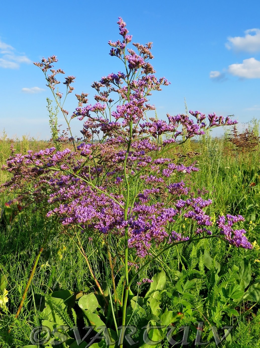 Image of Limonium gmelinii specimen.