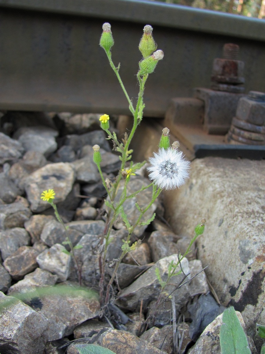 Изображение особи Senecio viscosus.