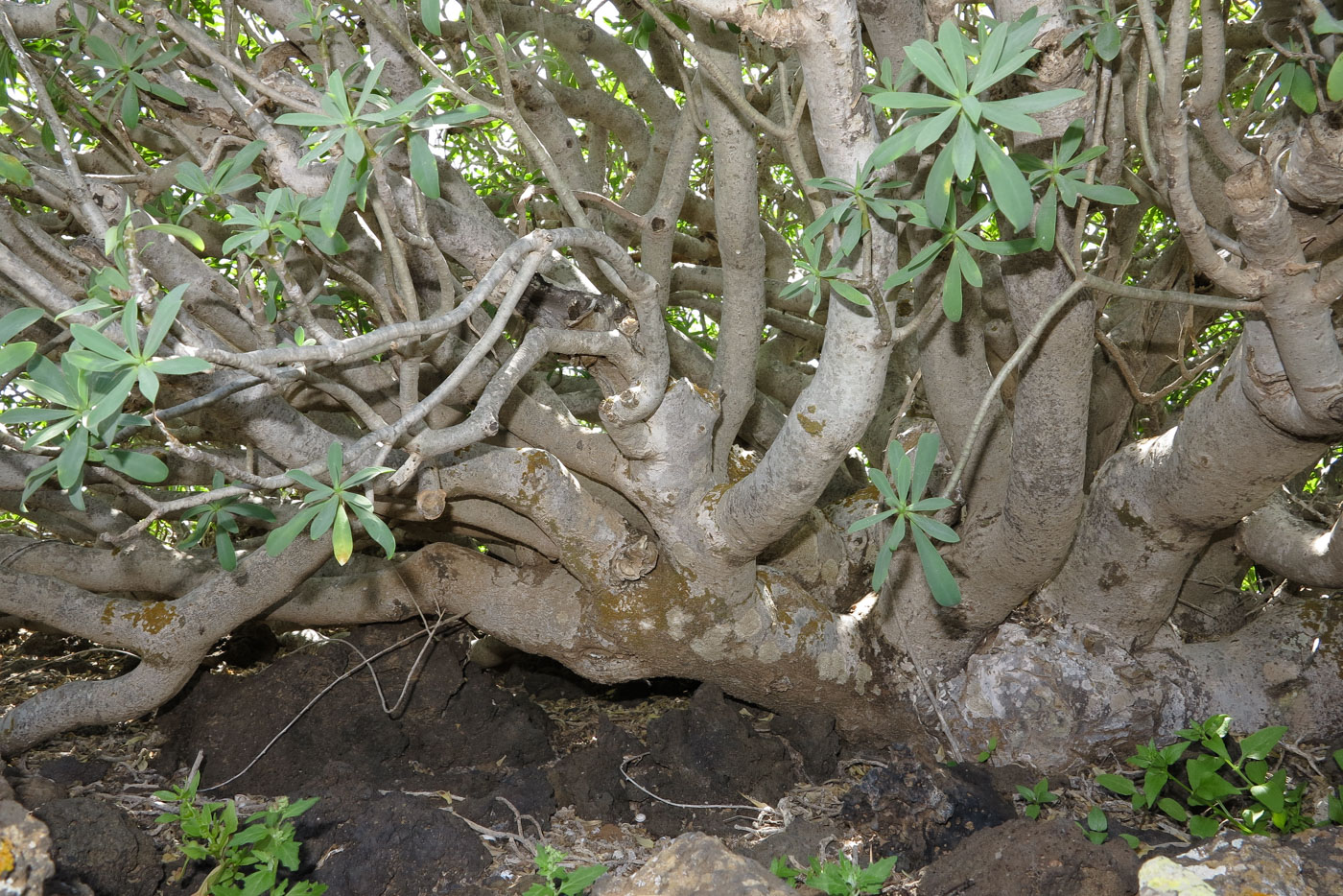 Image of Euphorbia balsamifera specimen.