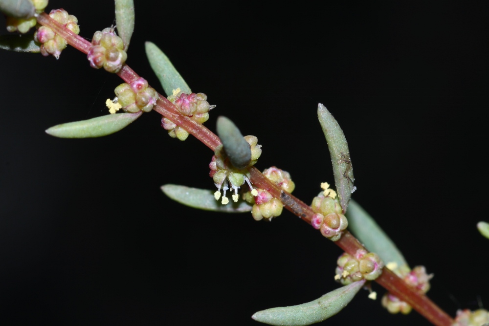 Image of Suaeda heteroptera specimen.