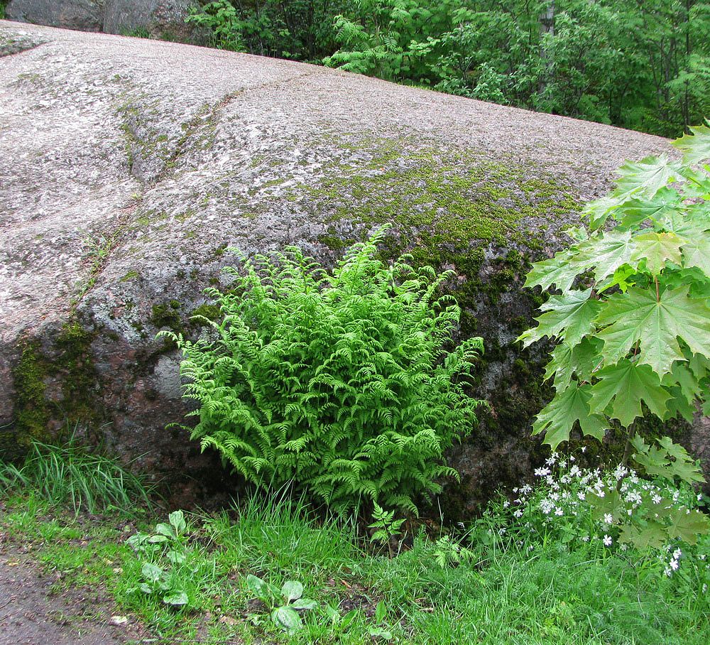 Image of Dryopteris filix-mas specimen.