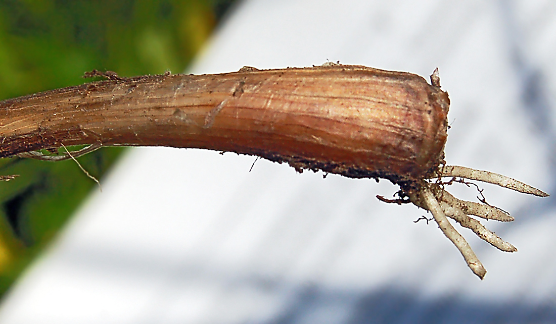 Image of Allium angulosum specimen.