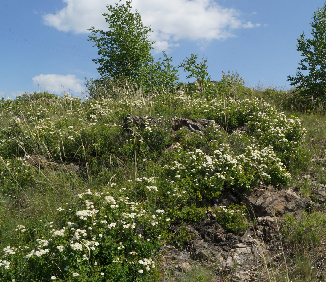 Image of Spiraea trilobata specimen.