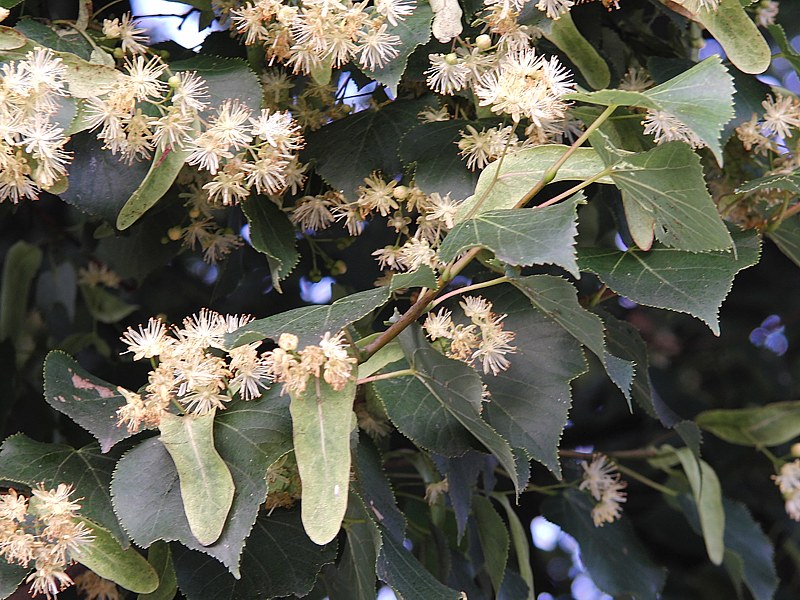 Image of Tilia cordata specimen.