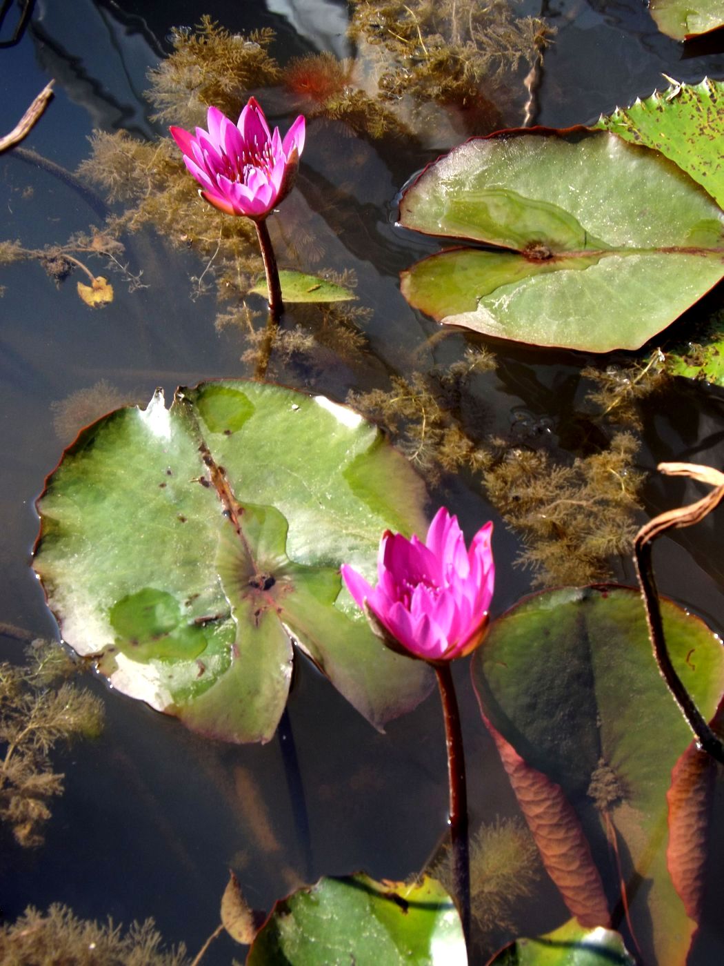 Image of Nymphaea nouchali specimen.