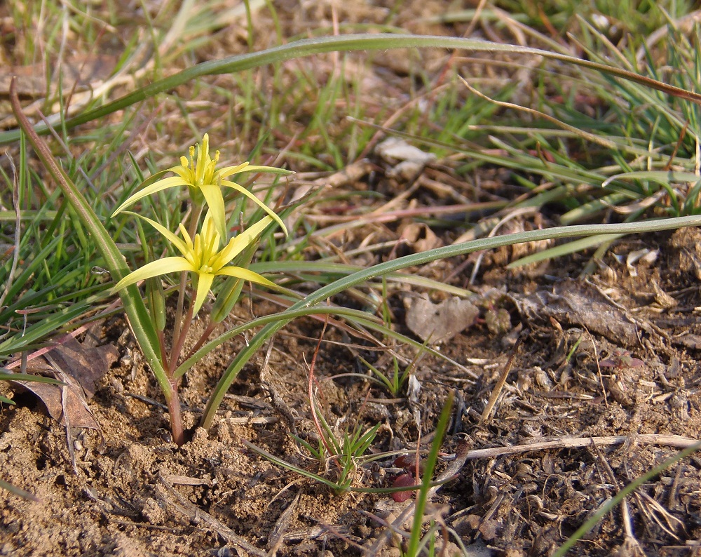 Image of genus Gagea specimen.