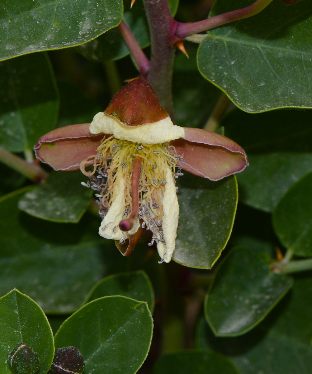 Image of Capparis aegyptia specimen.