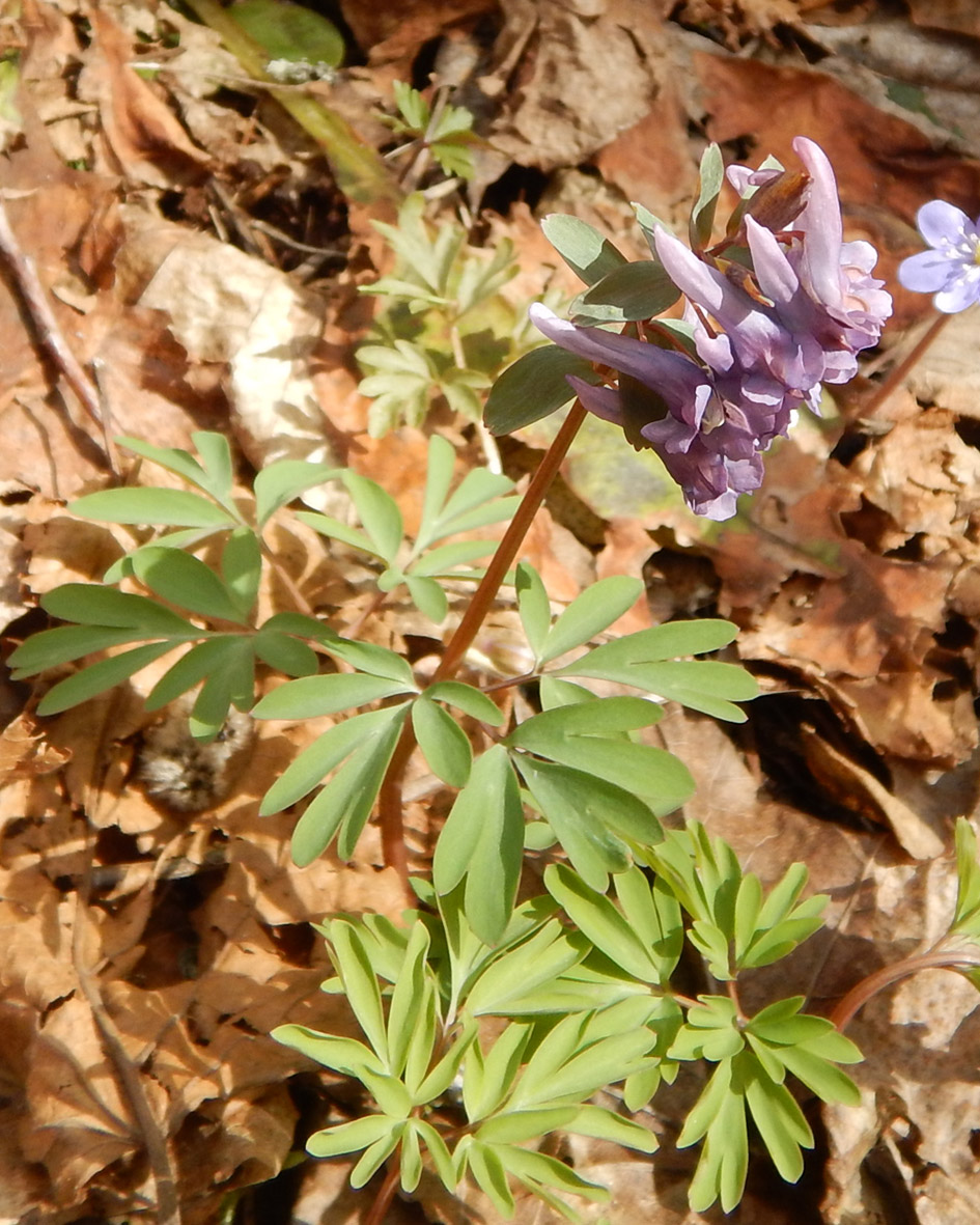 Image of Corydalis solida specimen.