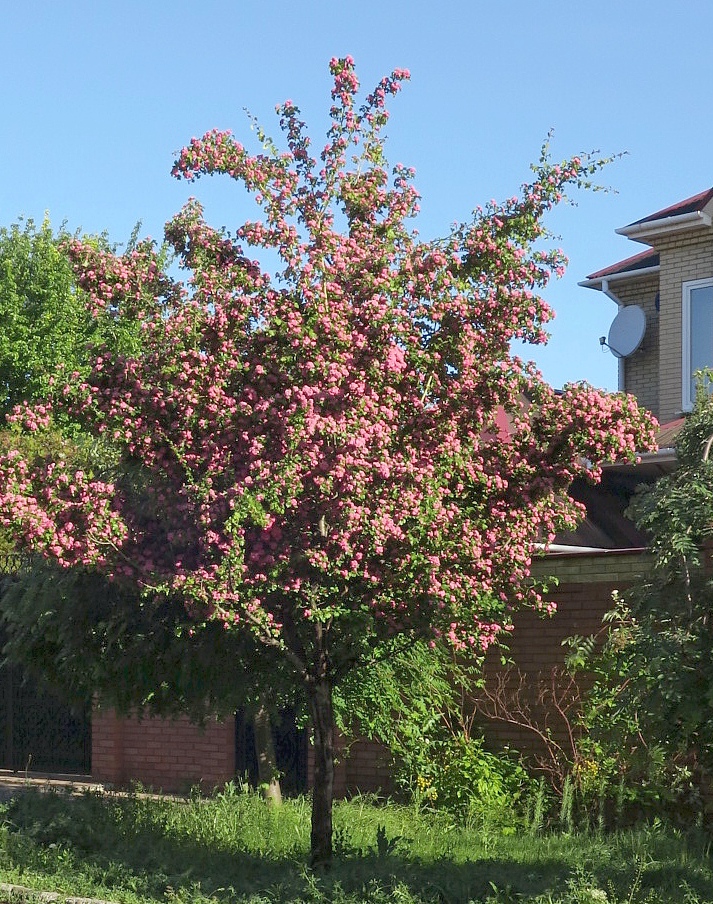 Image of Crataegus &times; media specimen.