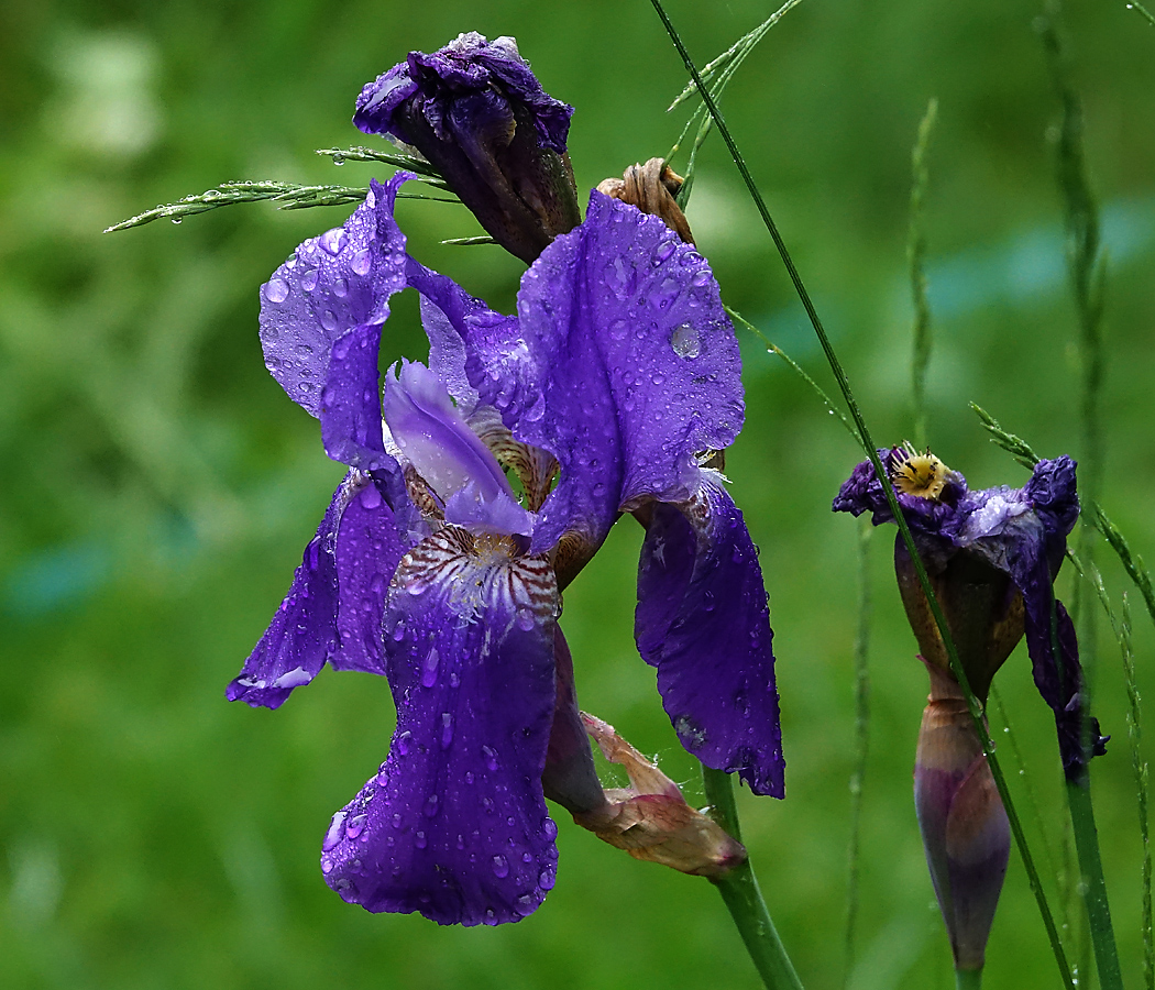 Image of Iris nyaradyana specimen.