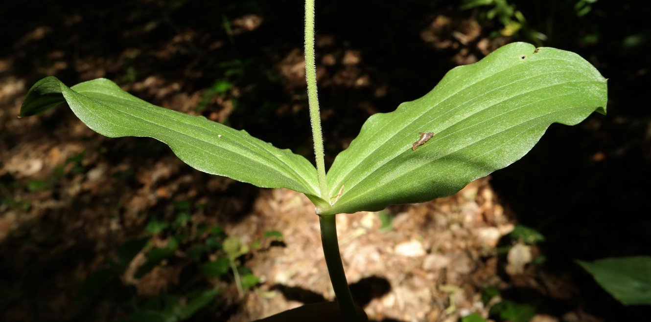 Image of Listera ovata specimen.