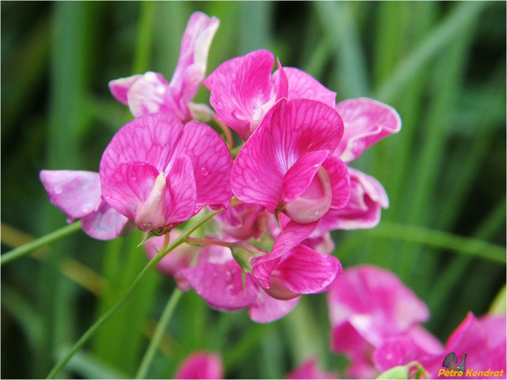 Image of Lathyrus tuberosus specimen.