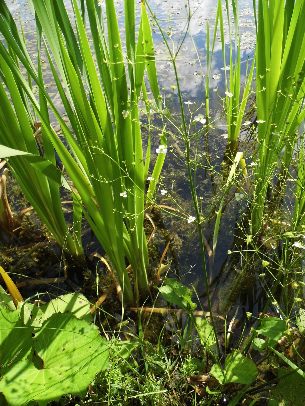 Image of Alisma plantago-aquatica specimen.