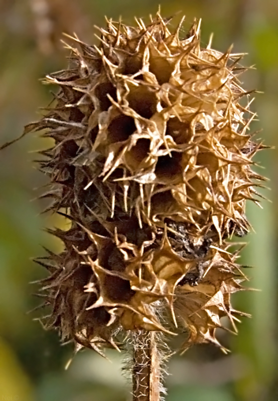 Изображение особи Leonurus quinquelobatus.