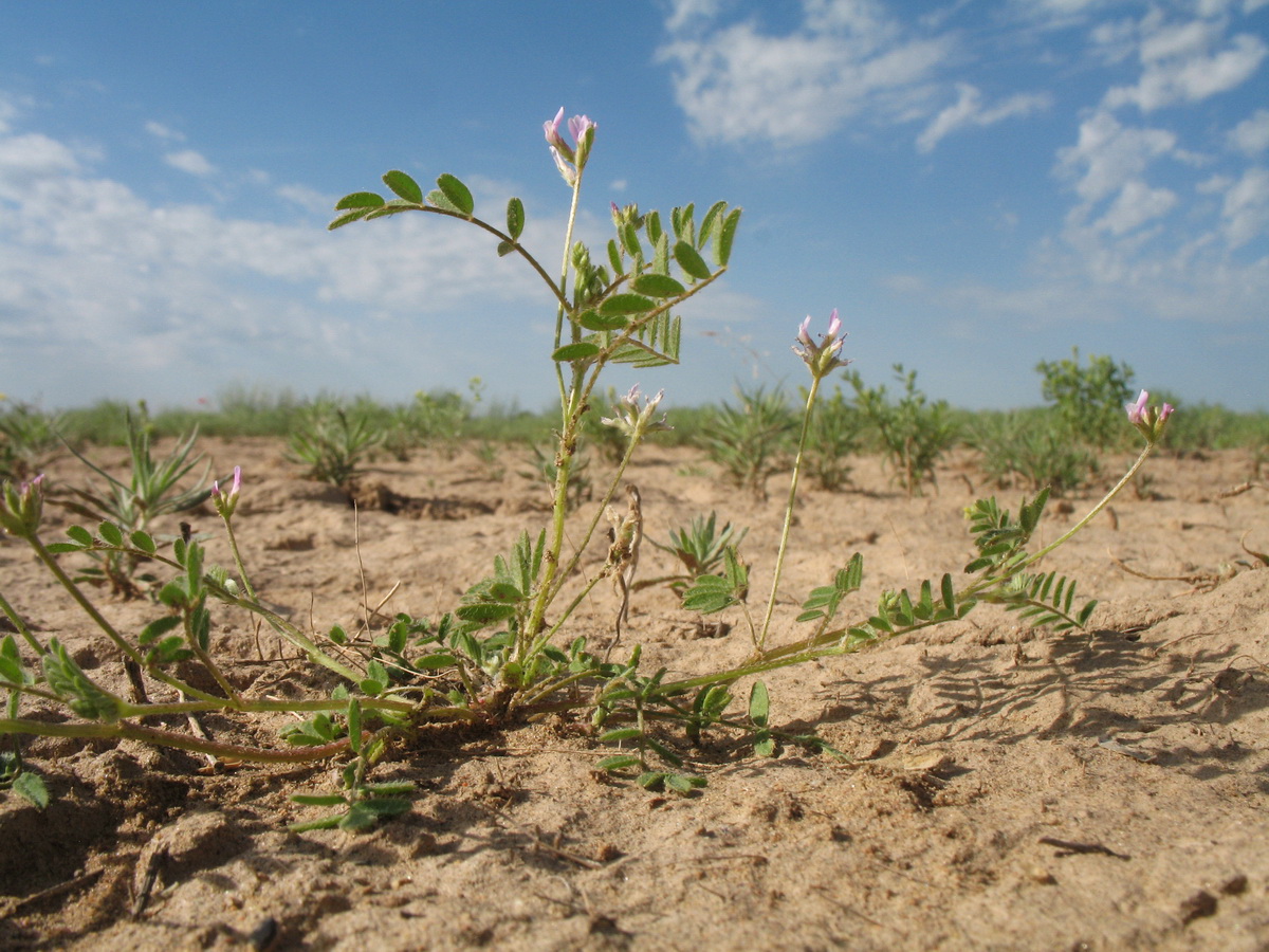 Image of Astragalus filicaulis specimen.