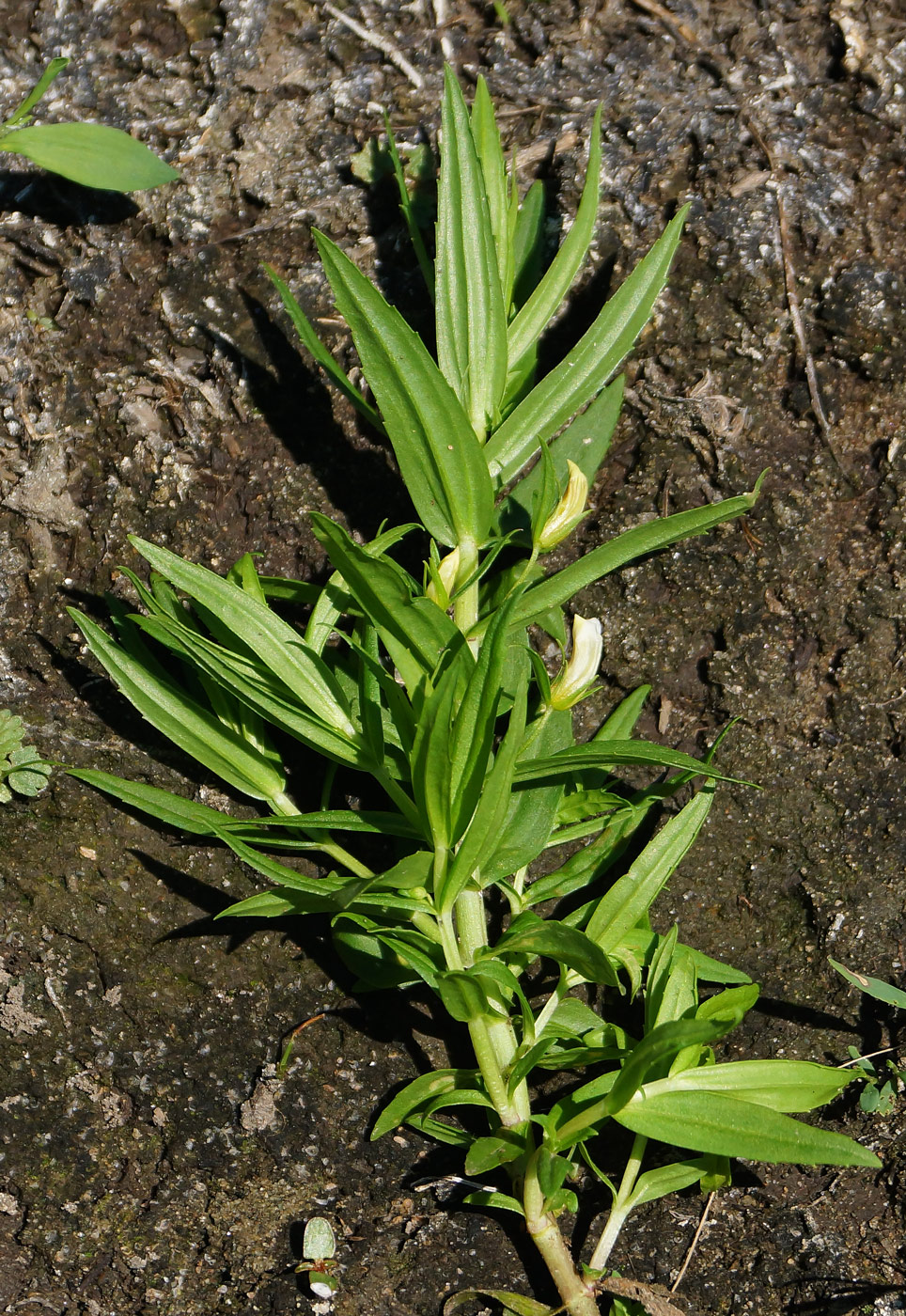 Изображение особи Gratiola officinalis.