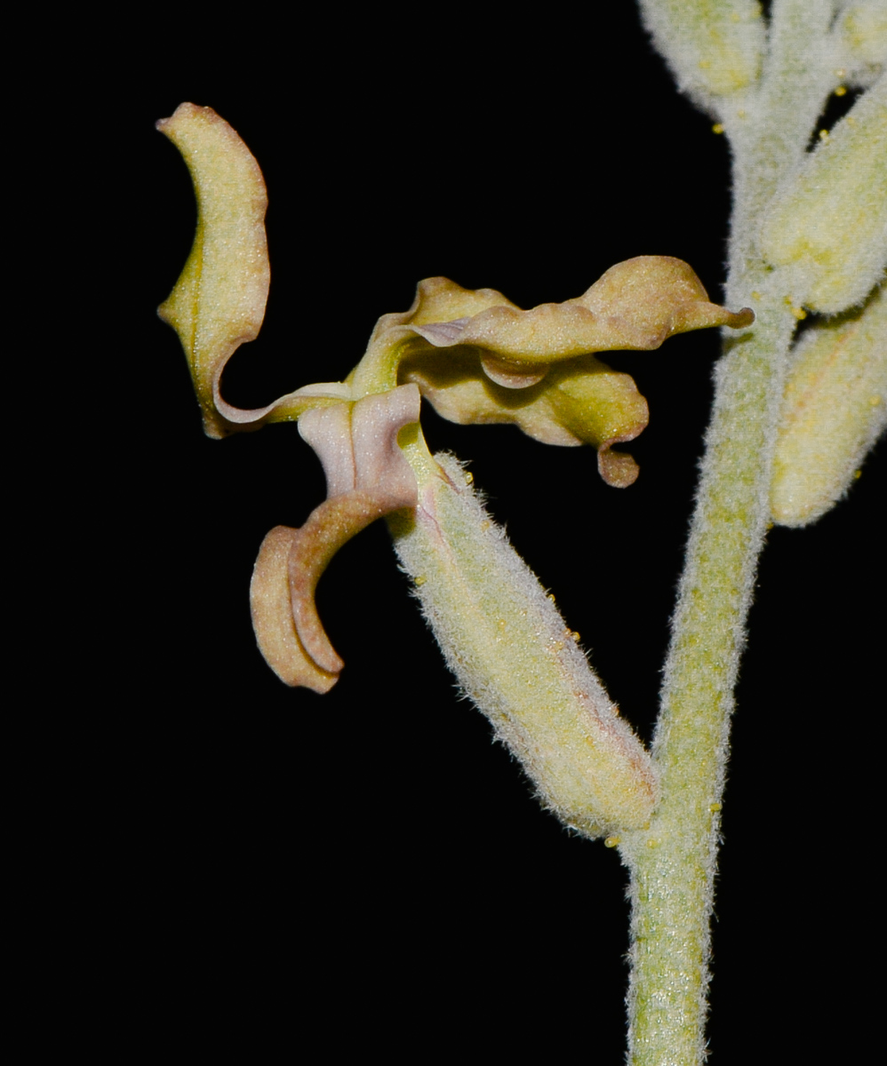 Image of Matthiola arabica specimen.