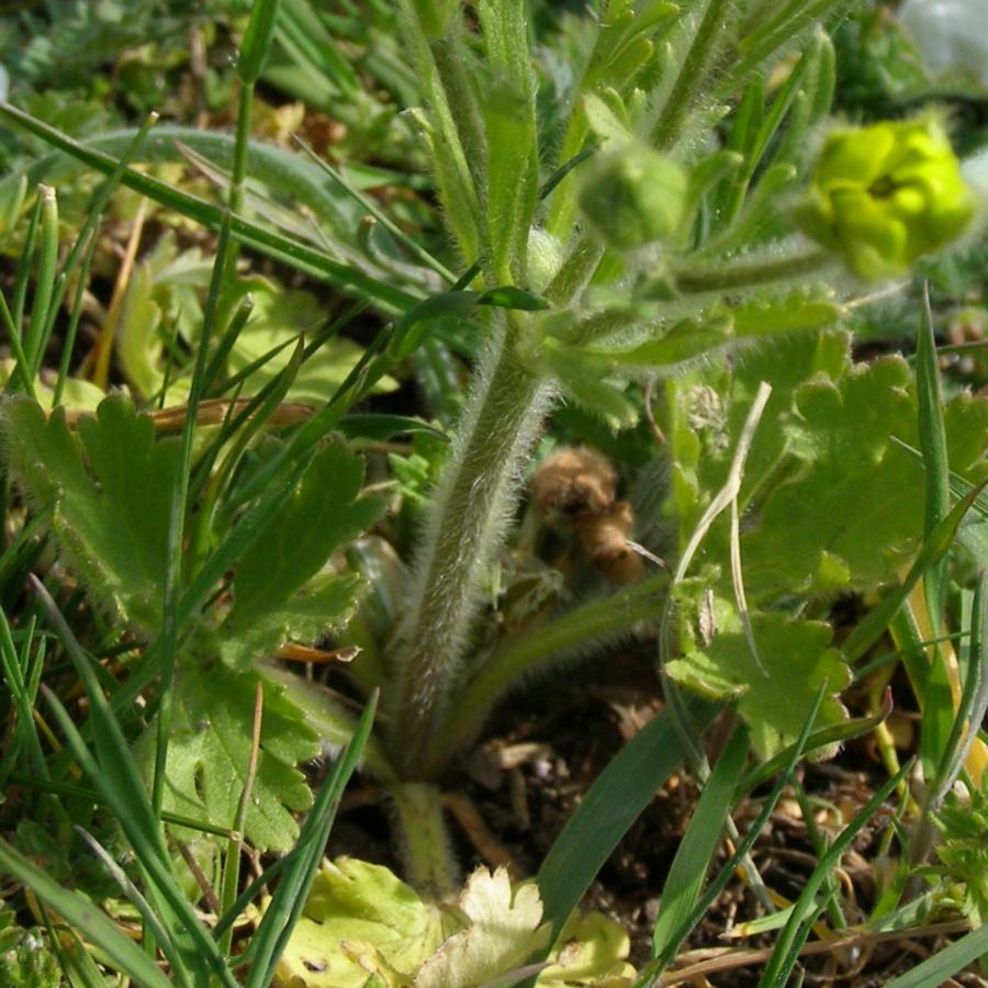 Image of Ranunculus oxyspermus specimen.