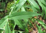 genus Hieracium. Лист. Кабардино-Балкария, Эльбрусский р-н, окр. пос. Эльбрус, ок. 1900 м н.у.м., преим. сосновый лес. 24.08.2017.