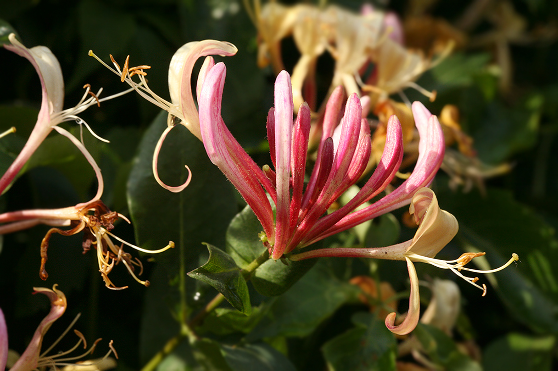 Image of Lonicera periclymenum specimen.