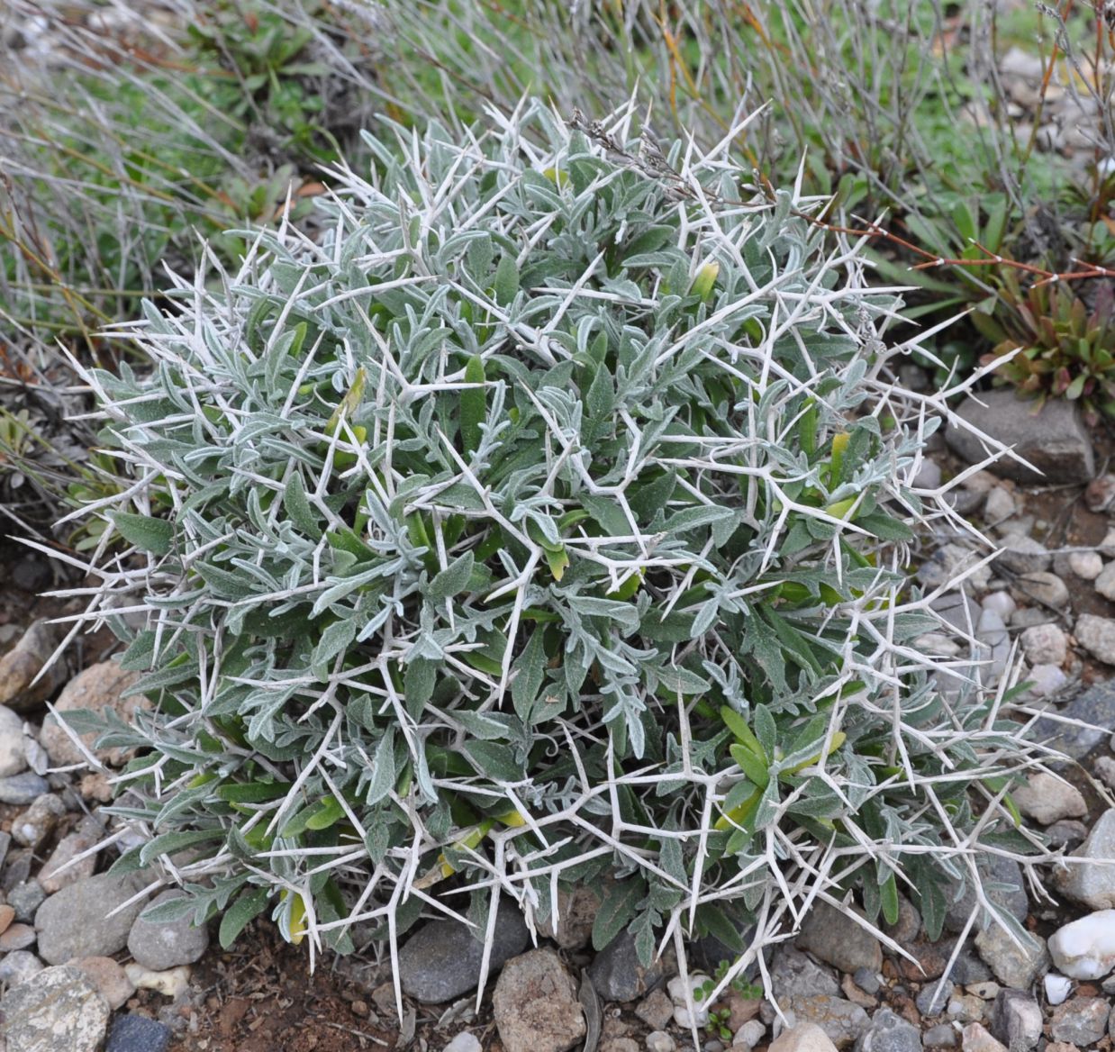 Изображение особи Centaurea spinosa.