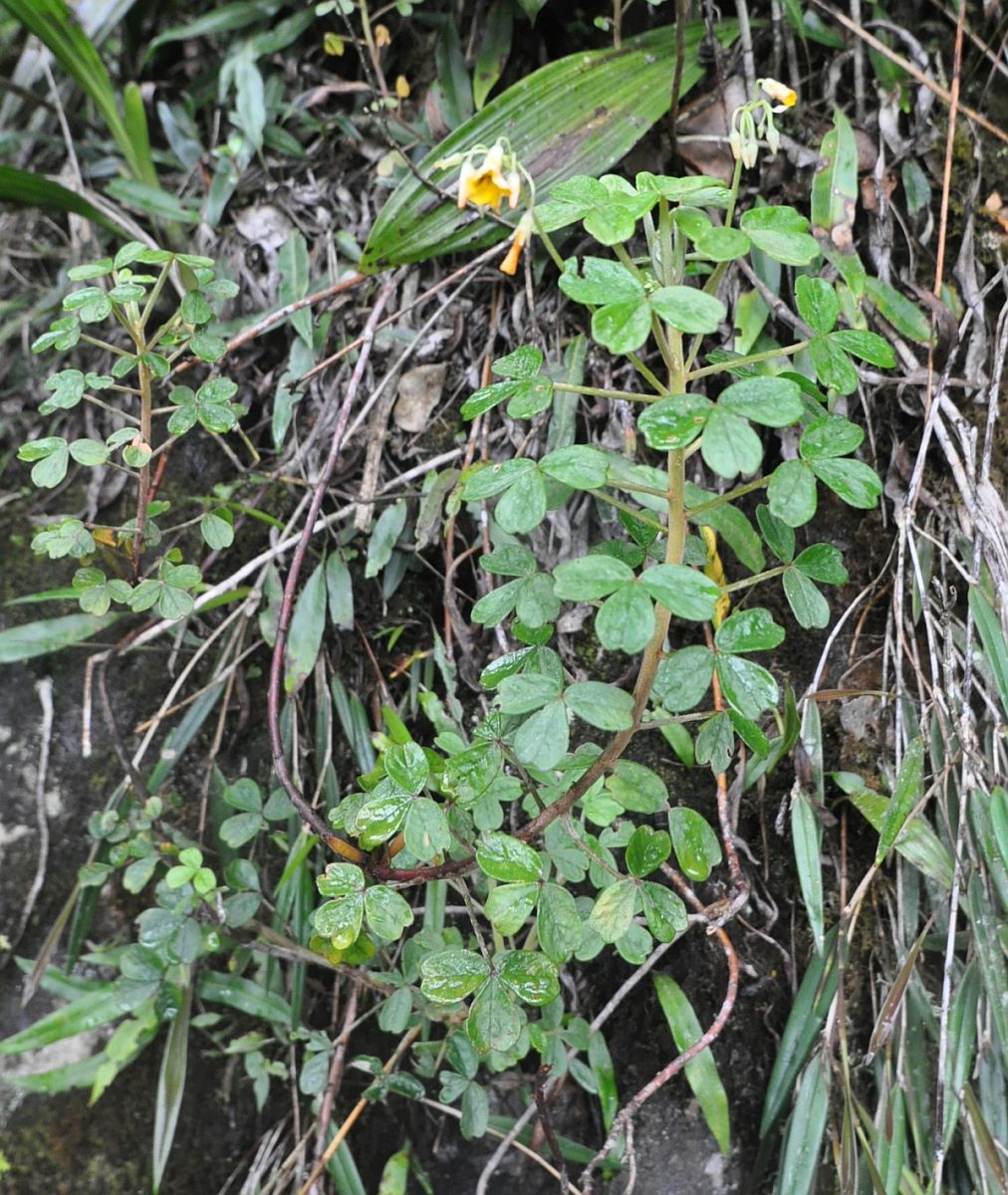 Image of genus Oxalis specimen.